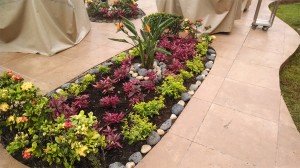 duranta alternatea y ave mod(1)3